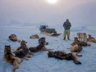 Illustration de l'article : 18 photos finalistes du prix International Pet Photography Awards qui prouvent que nos animaux de compagnies sont uniques