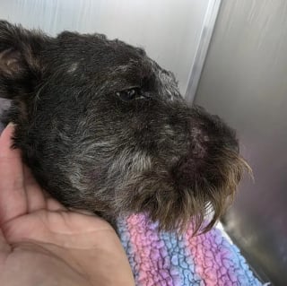 Illustration de l'article : Après avoir été gravement mordue au visage par une vipère cette chienne survit pour retrouver ses maîtres