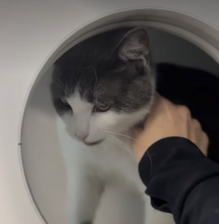 Illustration de l'article : Abandonnée dans une cage de transport abîmée juste après sa mise-bas, cette chatte attend une nouvelle famille pendant un an (vidéo)