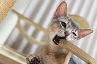 Illustration de l'article : Vrai ou faux : les chatons perdent-ils leurs dents de lait comme les humains ?