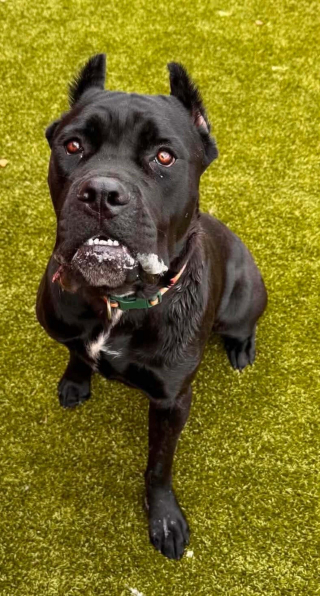 Illustration de l'article : Découverte par la police dans un champ avec une balle logée dans la mâchoire, cette chienne s'en remet et sera bientôt adoptée