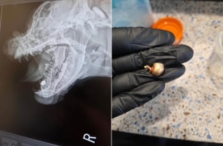 Illustration de l'article : Découverte par la police dans un champ avec une balle logée dans la mâchoire, cette chienne s'en remet et sera bientôt adoptée
