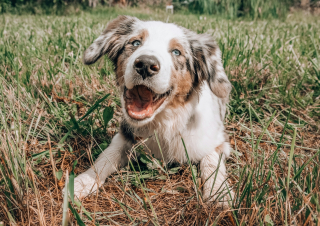 Illustration de l'article : Le TDAH existe-t-il chez le chien ? La réponse des scientifiques