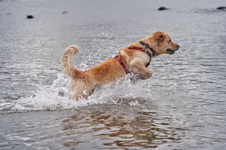 Illustration de l'article : 6 idées reçues sur le Golden Retriever qui méritent d'être nuancées