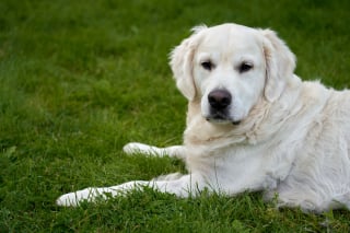 Illustration de l'article : 6 idées reçues sur le Golden Retriever qui méritent d'être nuancées