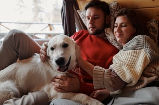 Illustration de l'article : 6 idées reçues sur le Golden Retriever qui méritent d'être nuancées