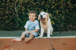 Illustration de l'article : 6 idées reçues sur le Golden Retriever qui méritent d'être nuancées