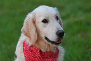 Illustration de l'article : 6 idées reçues sur le Golden Retriever qui méritent d'être nuancées