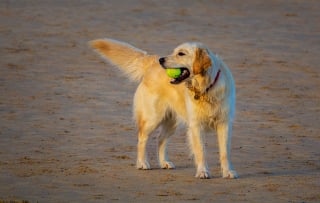 Illustration de l'article : 6 idées reçues sur le Golden Retriever qui méritent d'être nuancées
