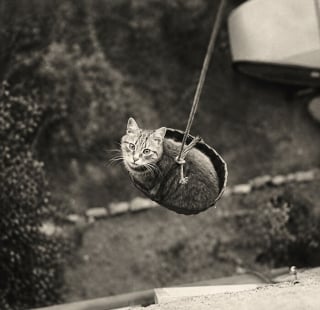 Illustration de l'article : 12 photos vintage qui prouvent que les chats ont toujours occup&eacute; une place particuli&egrave;re dans nos vies