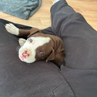 Illustration de l'article : Abandonné dans l’obscurité d’un garage au milieu des débris, ce chiot de 4 semaines doit son salut au signalement d’un voisin (vidéo)