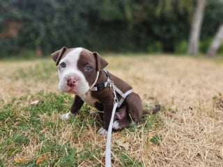 Illustration de l'article : Abandonné dans l’obscurité d’un garage au milieu des débris, ce chiot de 4 semaines doit son salut au signalement d’un voisin (vidéo)