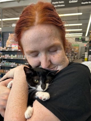 Illustration de l'article : Magnolia la jeune chatte impliqu&eacute;e malgr&eacute; elle dans un braquage de banque a &eacute;t&eacute; adopt&eacute;e