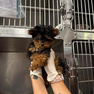 Illustration de l'article : Malgr&eacute; de lourdes difficult&eacute;s motrices, ce chiot sauv&eacute; de maltraitance refuse de renoncer &agrave; sa joie de vivre