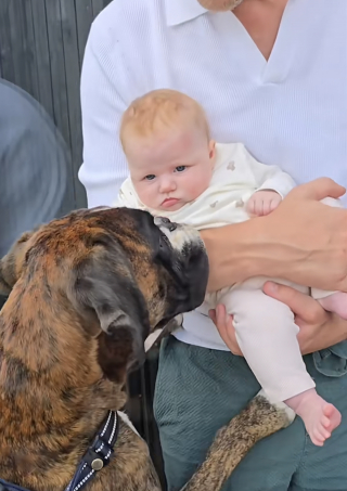 Illustration de l'article : « J’ai envie d’être son ami ! », ce Boxer tremble d’impatience à l’idée de rencontrer le bébé de sa famille (vidéo)