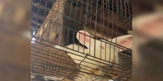 Illustration de l'article : Enfermé dans une cage suspendue, ce lapin est sauvé par un surfeur qui le ramène chez lui à des milliers de kilomètres (vidéo)