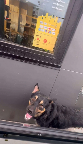 Illustration de l'article : Pour survivre, ce chien errant a appris à quémander de la nourriture aux clients d’un fast-food jusqu’à son sauvetage