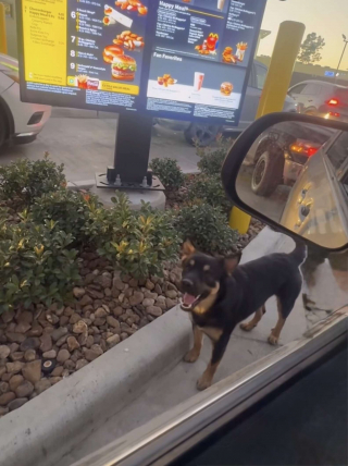 Illustration de l'article : Pour survivre, ce chien errant a appris à quémander de la nourriture aux clients d’un fast-food jusqu’à son sauvetage