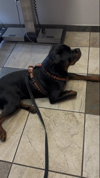 Illustration de l'article : Pour vacciner facilement ce Rottweiler terrifié par les seringues, les vétérinaires exploitent son amour pour les chats en en invitant un (vidéo)