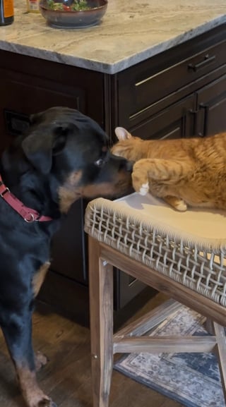 Illustration de l'article : Pour vacciner facilement ce Rottweiler terrifié par les seringues, les vétérinaires exploitent son amour pour les chats en en invitant un (vidéo)