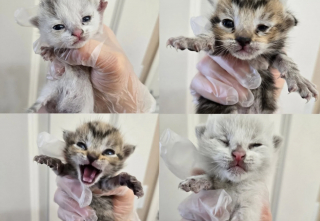 Illustration de l'article : Une famille adopte plusieurs chatons sauv&eacute;s de l'errance pour leur permettre de rester ensemble pour la vie