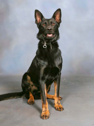 Illustration de l'article : Ce chien policier quitte la clinique sous une ovation 3 jours apr&egrave;s avoir &eacute;t&eacute; bless&eacute; par balle et amput&eacute; lors d'une intervention