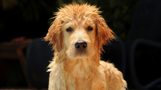 Illustration de l'article : Pourquoi votre chien se frotte-t-il le museau au sol après le bain ?