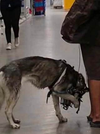 Illustration de l'article : Après les hésitations initiales des autorités, une chienne malmenée par son maître depuis des mois est enfin saisie