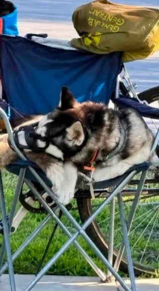 Illustration de l'article : Après les hésitations initiales des autorités, une chienne malmenée par son maître depuis des mois est enfin saisie