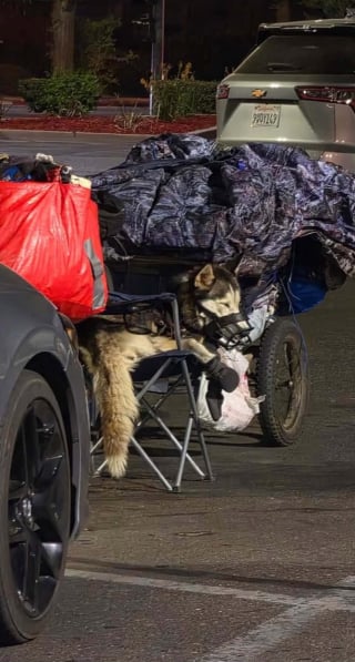 Illustration de l'article : Après les hésitations initiales des autorités, une chienne malmenée par son maître depuis des mois est enfin saisie