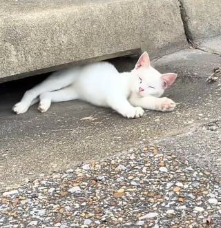 Illustration de l'article : Elle découvre une chatte immobile près d’une bouche d’égout et comprend rapidement qu'elle ne demande qu'à être aimée
