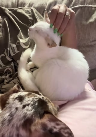 Illustration de l'article : Elle découvre une chatte immobile près d’une bouche d’égout et comprend rapidement qu'elle ne demande qu'à être aimée