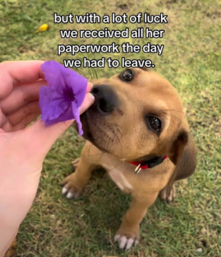 Illustration de l'article : Apr&egrave;s avoir sauv&eacute; un chiot de la noyade pendant ses vacances, elle se bat pour le ramener chez elle (vid&eacute;o)