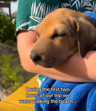Illustration de l'article : Apr&egrave;s avoir sauv&eacute; un chiot de la noyade pendant ses vacances, elle se bat pour le ramener chez elle (vid&eacute;o)