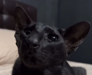 Illustration de l'article : Jugé « un peu particulier » par son refuge, ce chat adopté est si atypique que tout le monde le prend pour un chien (vidéo)