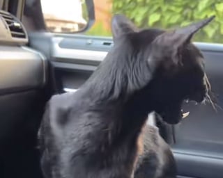 Illustration de l'article : Jugé « un peu particulier » par son refuge, ce chat adopté est si atypique que tout le monde le prend pour un chien (vidéo)