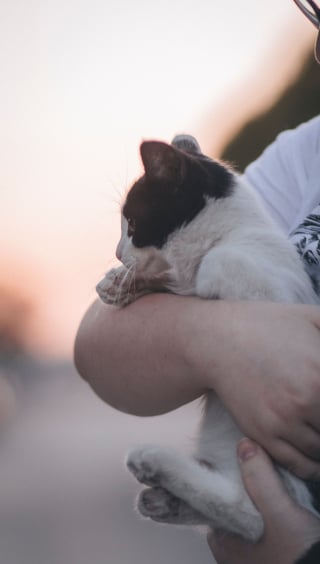 Illustration de l'article : Dans le Loiret, un homme &eacute;cope de 30 mois de prison pour le vol avec effraction du chat de son ex-compagne