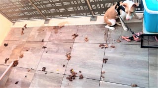Illustration de l'article : À Perpignan (66), les pompiers déploient une nacelle pour sauver une chienne laissée attachée plusieurs jours sur un balcon insalubre