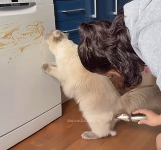 Illustration de l'article : Cette femme utilise une technique ingénieuse pour toiletter son chat Ragdoll sans stress (vidéo)