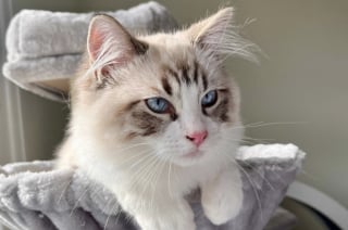 Illustration de l'article : Cette femme utilise une technique ingénieuse pour toiletter son chat Ragdoll sans stress (vidéo)