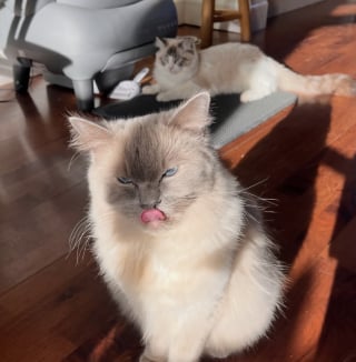 Illustration de l'article : Cette femme utilise une technique ingénieuse pour toiletter son chat Ragdoll sans stress (vidéo)