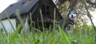 Illustration de l'article : Endormi pendant l’incendie, cet homme doit son salut aux aboiements insistants de sa chienne