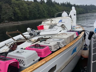 Illustration de l'article : La découverte d'une trentaine de chats livrés à eux-mêmes dans un bateau abandonné donne lieu à une opération de sauvetage inédite