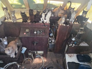 Illustration de l'article : La découverte d'une trentaine de chats livrés à eux-mêmes dans un bateau abandonné donne lieu à une opération de sauvetage inédite