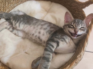 Illustration de l'article : Ce chaton au sourire malicieux attend d'&ecirc;tre adopt&eacute; &agrave; des milliers de km de chez lui apr&egrave;s avoir &eacute;t&eacute; sauv&eacute; d'un &eacute;gout 