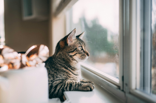 Illustration de l'article : Pourquoi votre chat vous attaque-t-il après avoir regardé par la fenêtre ?