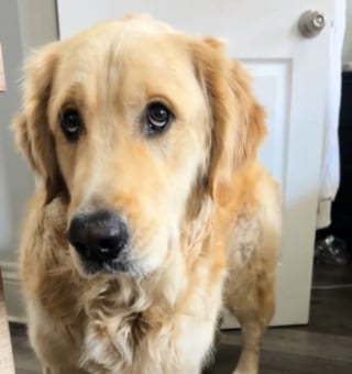 Illustration de l'article : Pris en flagrant d&eacute;lit dans la piscine de ses voisins, ce Golden Retriever refuse de partir malgr&eacute; les appels de sa ma&icirc;tresse (vid&eacute;o)