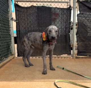 Illustration de l'article : M&eacute;connaissable &agrave; cause de la gale, ce chien en attente d'adoption accepte enfin de faire confiance &agrave; sa bienfaitrice (vid&eacute;o)