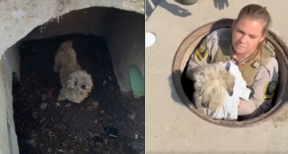 Illustration de l'article : Quelques heures apr&egrave;s le sauvetage d'une chienne coinc&eacute;e dans un &eacute;gout, sa propri&eacute;taire vient la r&eacute;cup&eacute;rer en r&eacute;v&eacute;lant qu'elle la cherchait depuis 30 jours