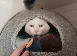Illustration de l'article : Stressé par la vie en refuge, ce chat agressif se métamorphose après son adoption par un couple en deuil